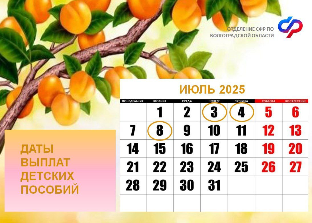 Детские пособия в июле: график выплат  Отделением СФР по Волгоградской области